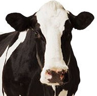 cow-152cm-lifesize-cardboard-cutout-product-image-1